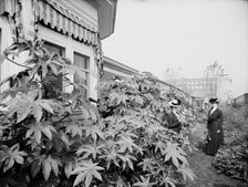 Foliage and east window of officers club, National Cash Register [Company], Dayton, Ohio, (1902?). Creator: William H. Jackson