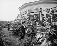 Foliage and east window of officers club, National Cash Register [Company], Dayton, Ohio, (1902?). Creator: William H. Jackson