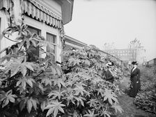 Foliage and east window of officers club, National Cash Register [Company], Dayton, Ohio, (1902?). Creator: William H. Jackson
