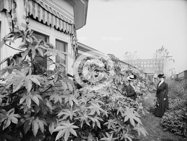 Foliage and east window of officers' club, National Cash Register [Company], Dayton, Ohio, (1902?). Creator: William H. Jackson.