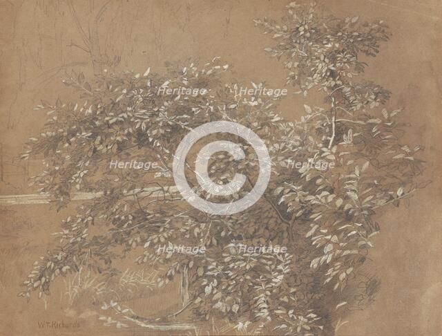 Foliage, late 19th century. Creator: William Trost Richards.