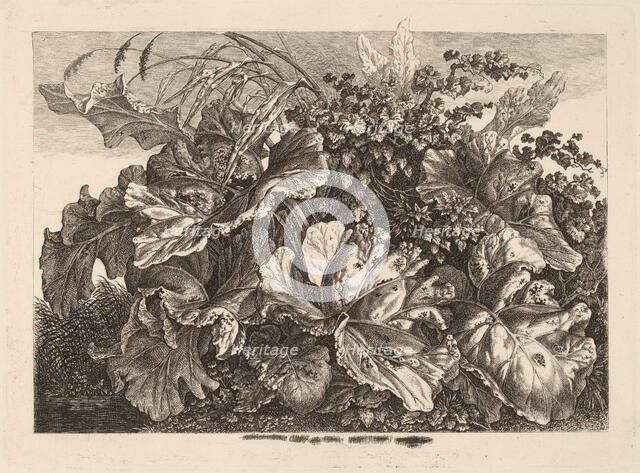 Foliage Study with Reed and Hops, 1826/1828. Creator: Carl Wilhelm Kolbe the elder.