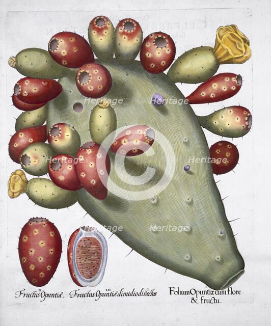 Folium Opuntia, 1613. Artist: Unknown