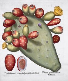 Folium Opuntia, 1613. Creator: Unknown