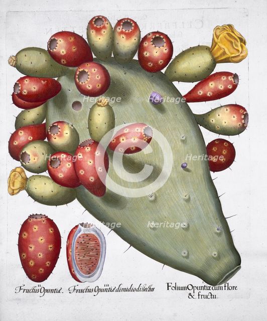 Folium Opuntia, 1613. Creator: Unknown.