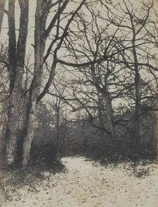 [Fontainebleau Forest], ca. 1860. Creator: Eugène Cuvelier