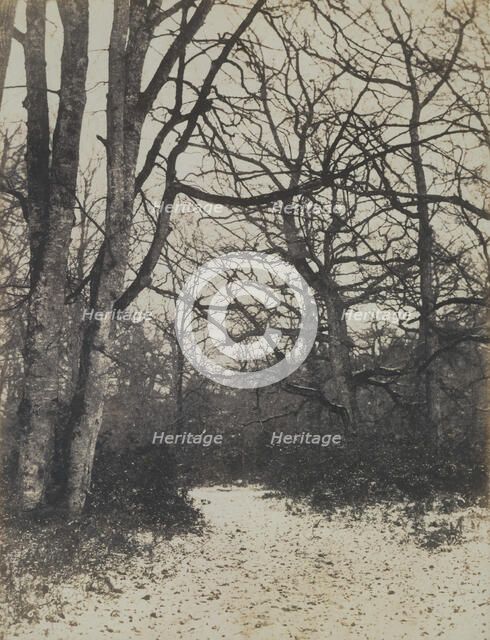 [Fontainebleau Forest], ca. 1860. Creator: Eugène Cuvelier.