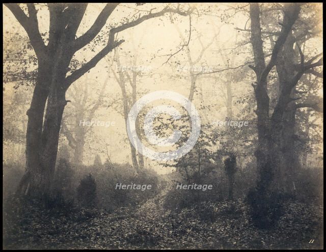Fontainebleau. Forest at Barbizon, ca 1860. Creator: Cuvelier, Eugène (1837-1900).