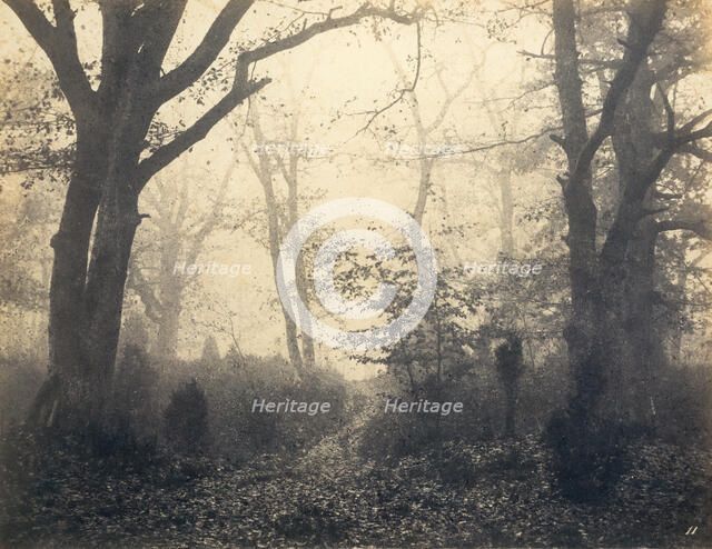 [Fontainebleau Forest], early 1860s. Creator: Eugène Cuvelier.