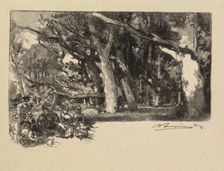 Fontainebleau Forest: Noon under the Trees (La Forêt de Fontainebleau: Midi sous bois), 1890. Creator: Auguste Louis Lepère (French, 1849-1918); A. Desmoulins, Published in Revue Illustrée, 1887-90