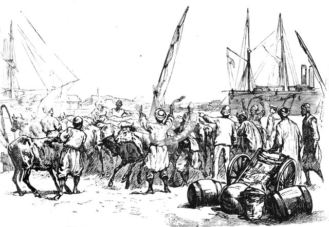 'Food for the Troops: Landing Cattle at Port Said', c1882. Artist: Unknown.