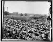 Food Garden Commission, between 1910 and 1920. Creator: Harris & Ewing