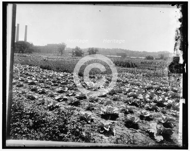 Food Garden Commission, between 1910 and 1920. Creator: Harris & Ewing.