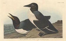 Foolish Guillemot, 1834. Creator: Robert Havell
