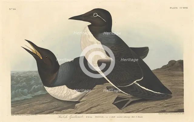 Foolish Guillemot, 1834. Creator: Robert Havell.