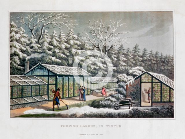 'Forcing Garden in Winter', 1816. Creator: Humphry Repton.