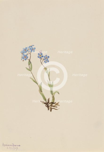 Forget-Me-Not (Myosotis alpestris), 1907. Creator: Mary Vaux Walcott.