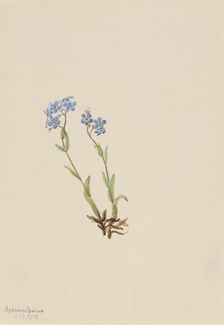 Forget-Me-Not (Myosotis alpestris), 1907. Creator: Mary Vaux Walcott