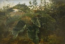 Foreground Study with Dock Leaves, 1840-1849. Creator: Dankvart Dreyer