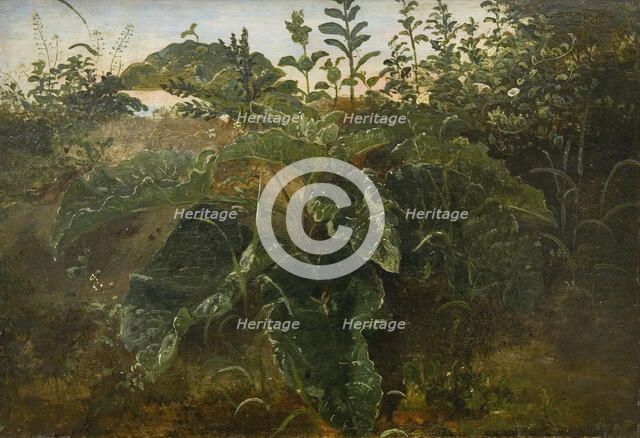 Foreground Study with Dock Leaves, 1840-1849. Creator: Dankvart Dreyer.