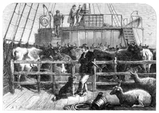 Foreign cattle on board the Batavier, London and Rotterdam steamer, 1865. Creator: Unknown
