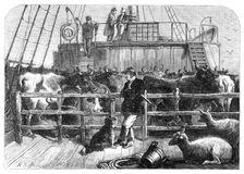 Foreign cattle on board the Batavier, London and Rotterdam steamer, 1865. Creator: Unknown