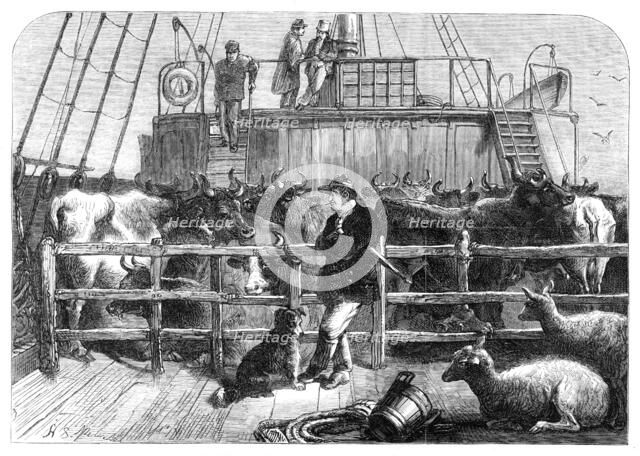 Foreign cattle on board the Batavier, London and Rotterdam steamer, 1865. Creator: Unknown.