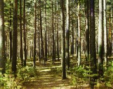 Forest, 1910. Creator: Sergey Mikhaylovich Prokudin-Gorsky