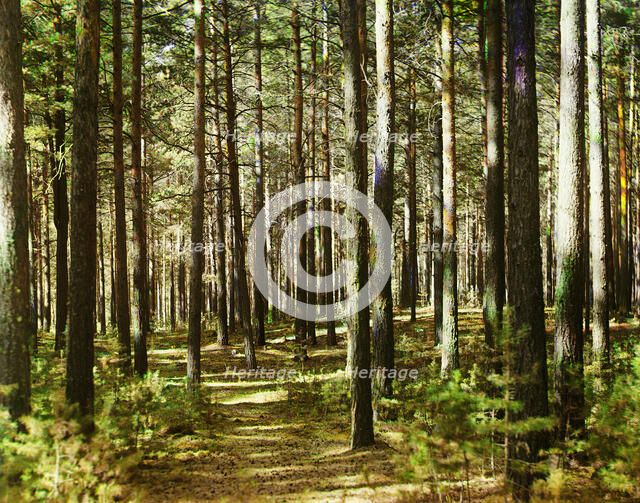 Forest, 1910. Creator: Sergey Mikhaylovich Prokudin-Gorsky.