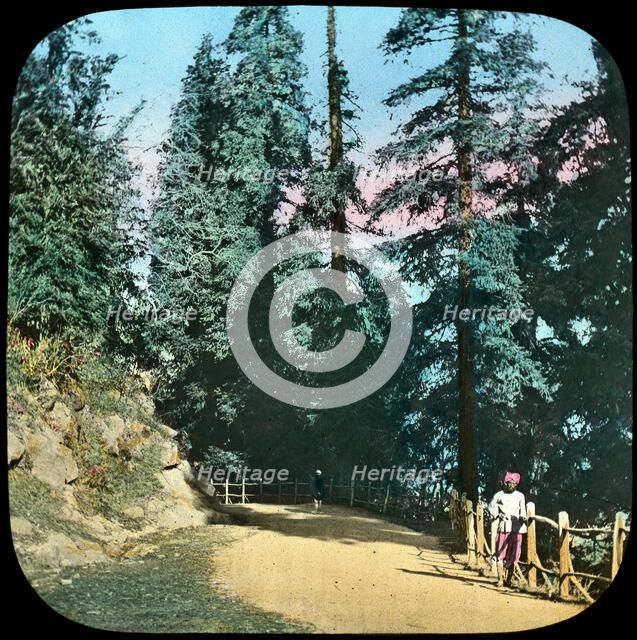 Forest, Murree, India, late 19th or early 20th century. Artist: Unknown