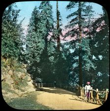 Forest, Murree, India, late 19th or early 20th century