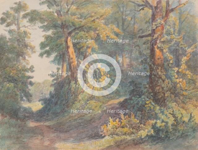 Forest motif, around 1900. Creator: Friedrich Carl von Scheidlin.