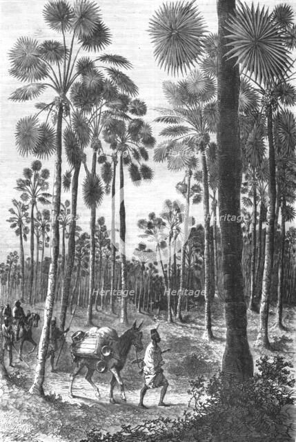 ''Forest of Fan-Leaved Palms; Journey from the Senegal to the Niger', 1875. Creator: Unknown.