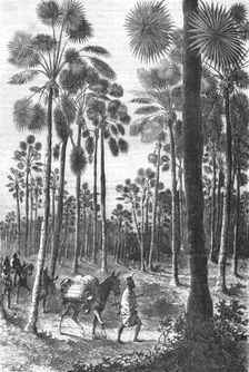 'Forest of Fan-Leaved Palms; Journey from the Senegal to the Niger 1875. Creator: Unknown
