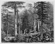 Forest of Sitka Island (northwest coast of America), 19th century. Creators: Alexander Postels, Godefroy Engelmann