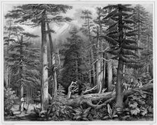 Forest of Sitka Island (northwest coast of America), 19th century. Creators: Alexander Postels, Godefroy Engelmann