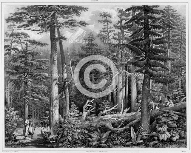 Forest of Sitka Island (northwest coast of America), 19th century. Creators: Alexander Postels, Godefroy Engelmann.