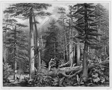 Forest of Sitka Island (northwest coast of America), 19th century. Creators: Alexander Postels, Godefroy Engelmann