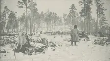 Forest on the Circum-Baikal Road, 1906. Creator: Unknown