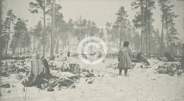 Forest on the Circum-Baikal Road, 1906. Creator: Unknown.