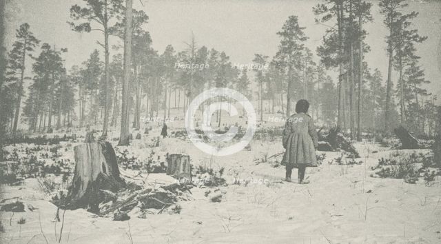 Forest on the Circum-Baikal Road, 1906. Creator: Unknown.