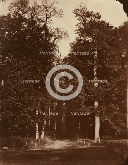 Forest at Saint-Cloud, 1859-1860. Creator: Louis-Rémy Robert.