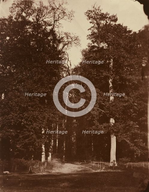 Forest at Saint-Cloud, 1859-1860. Creator: Louis-Rémy Robert.