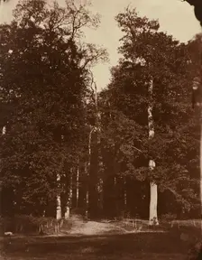 Forest at Saint-Cloud, 1859-1860. Creator: Louis-Rémy Robert