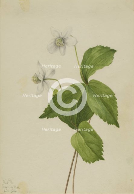Forest Anemone (Anemone deltoidea), 1925. Creator: Mary Vaux Walcott.