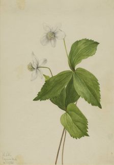 Forest Anemone (Anemone deltoidea), 1925. Creator: Mary Vaux Walcott