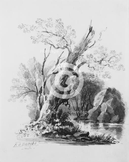 Forest Grove, . Creator: William Guy Wall.