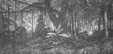 Forest in Java; Speculations concerning Former Southern Geographies 1875. Creator: Unknown