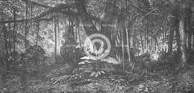 'Forest in Java; Speculations concerning Former Southern Geographies', 1875. Creator: Unknown.