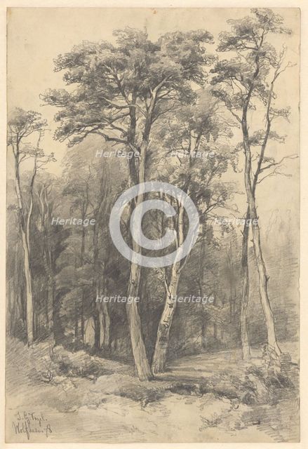 Forest in Wolfheze, 1878. Creator: Johannes Gysbert Vogel.
